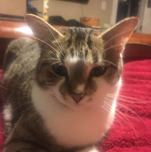 Meet your Posher, Debra